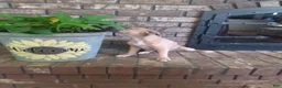 Mixed Breed dogs for sale: Mixed Breed Puppy 2 - Ad 4