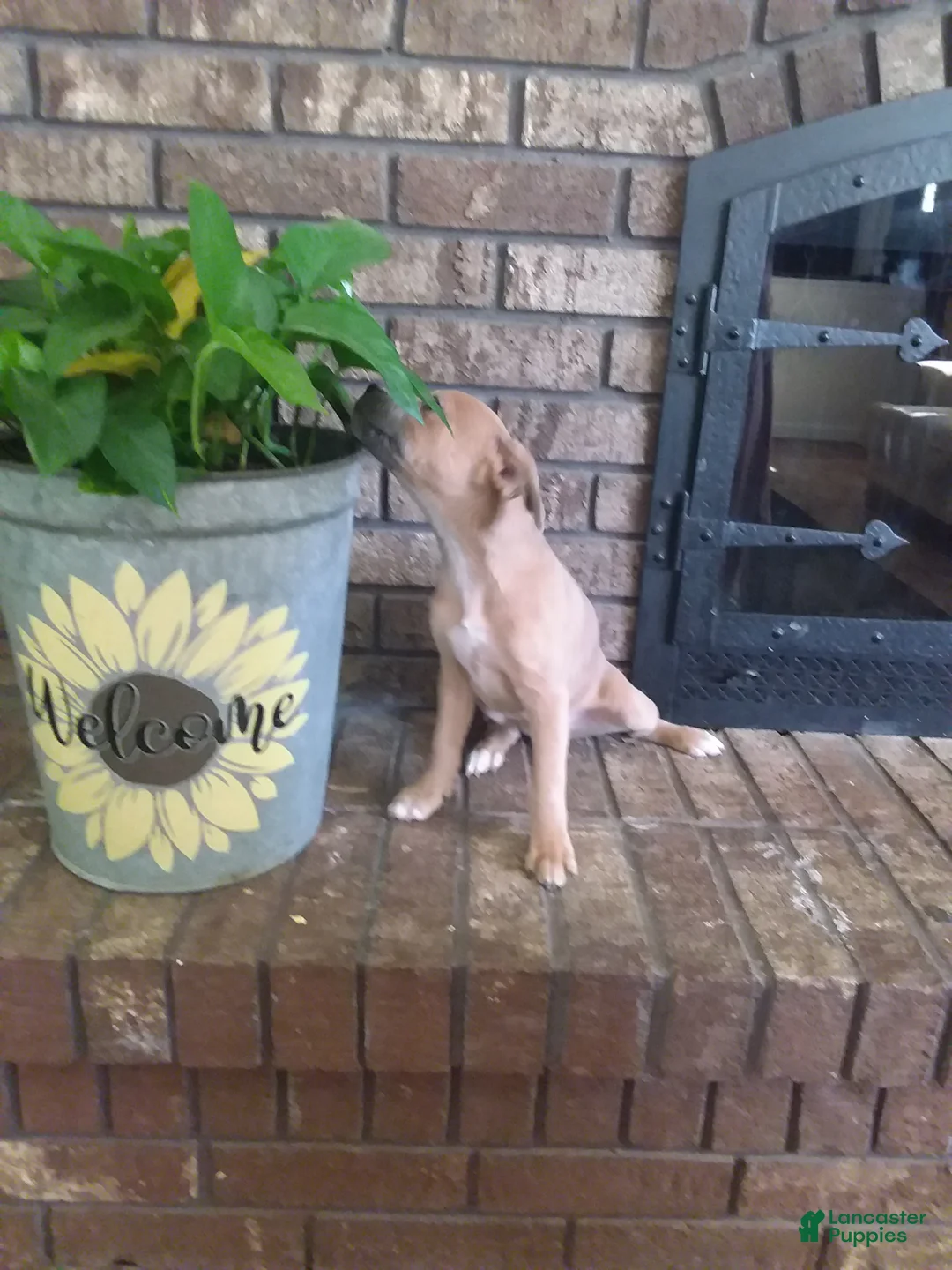 Mixed Breed dogs for sale: Mixed Breed Puppy 2 - Ad 4