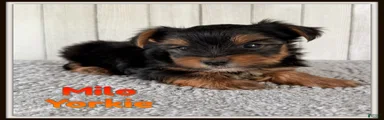 Milo