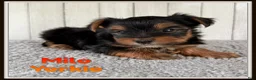 Yorkshire Terrier dogs for sale: Milo - Ad 1