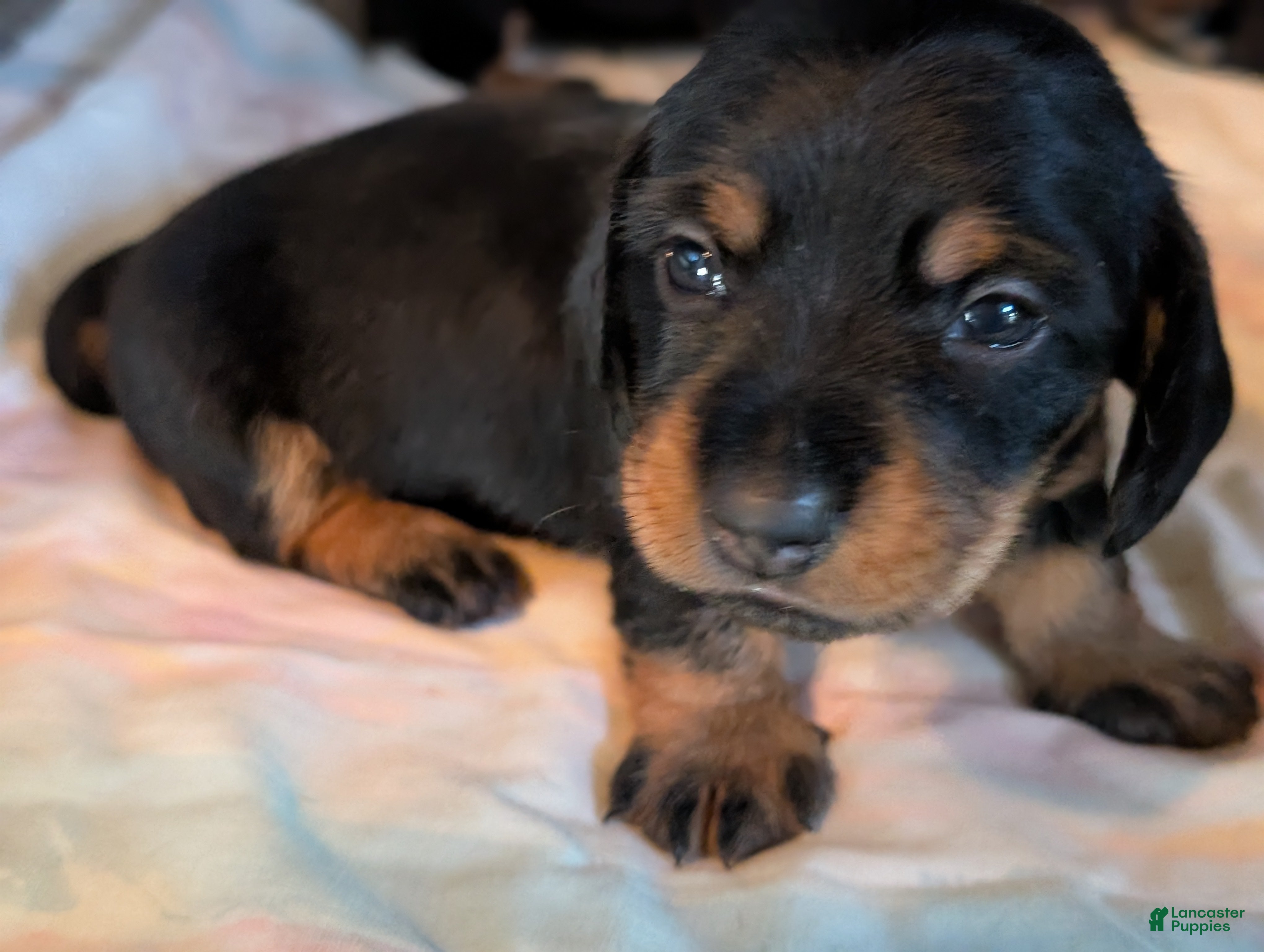 Miniature Dachshund dogs Black and tan Miniature Dachshund Puppy 1 - Ad 29