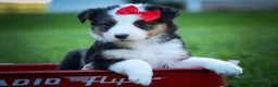 Mixed Breed dogs for sale: Goose🐾 - Ad 1