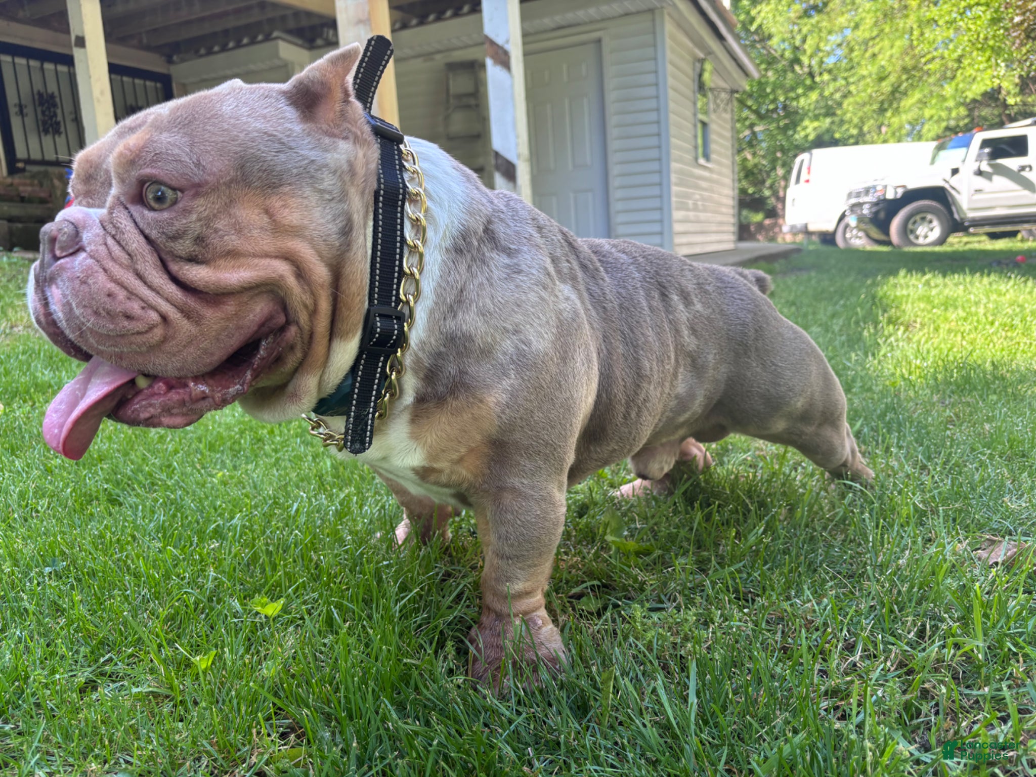 American Bully dogs for stud: America bully - Ad 2