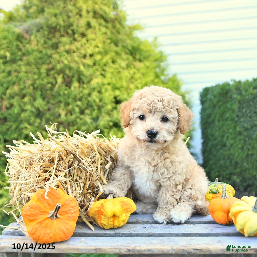 Havapoo dogs for sale: Prince EXTRA SMALL - Ad 6