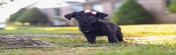 Yorkiepoo dogs for sale: Pansy - Ad 5