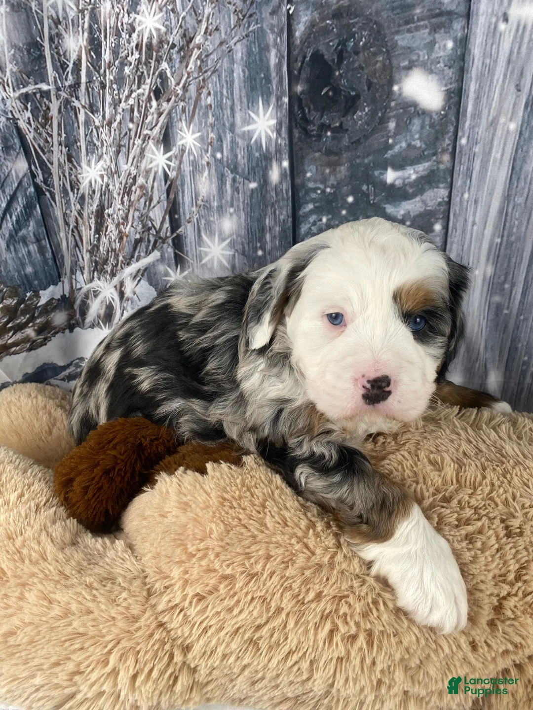 Mixed Breed dogs for sale: Rubio - Ad 10