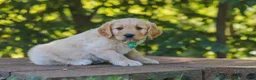 Mixed Breed dogs for sale: Jett - Ad 3