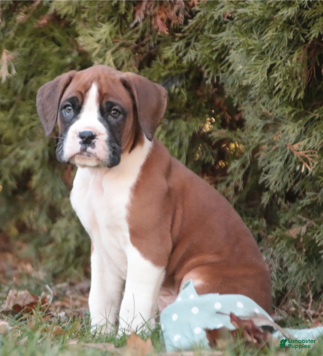 Boxer dogs for sale: Asher - Ad 10