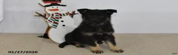 German Shepherd dogs for sale: Melody - Ad 6