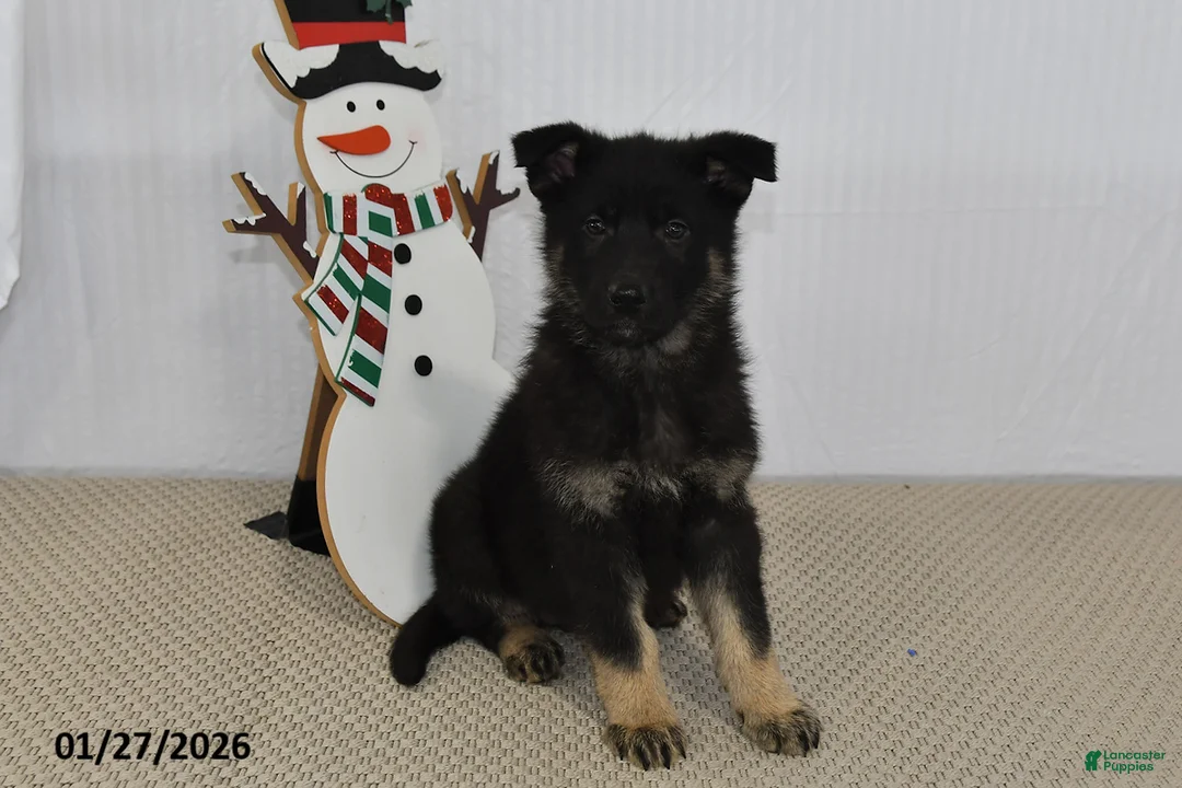 German Shepherd dogs for sale: Melody - Ad 6