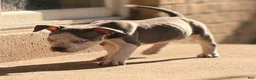 American Bully dogs for sale: American Bully Puppy 4 - Ad 4