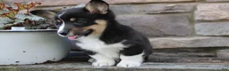 Welsh Corgi Pembroke dogs for sale: Diesel - Ad 2