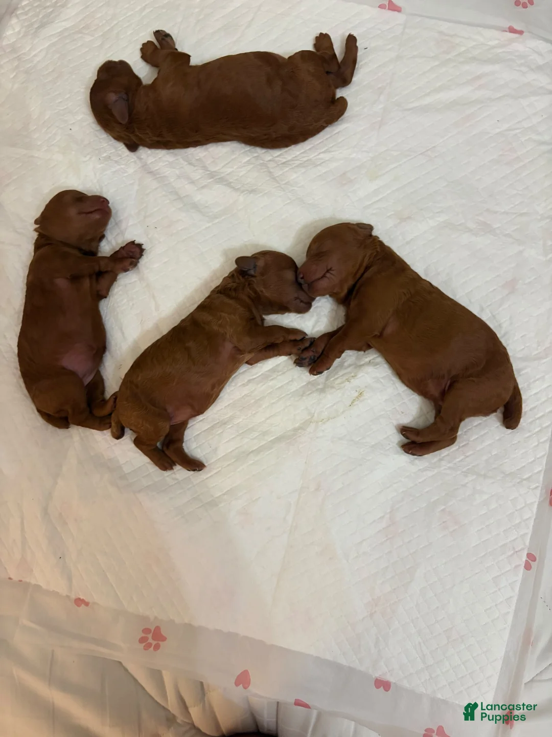 Miniature Poodle dogs for sale: Riley - Ad 7