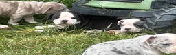 Olde English Bulldogge dogs for sale: Olde English Bulldogge 3 - Ad 4