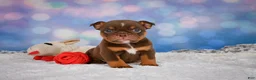 English Bulldog dogs for sale: Chloe - Ad 11