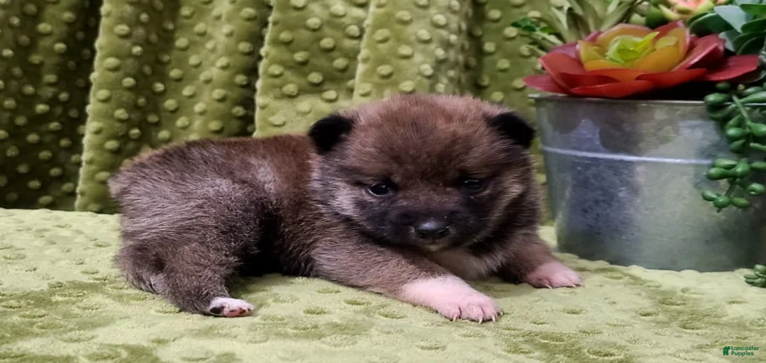 Gallery Image {{count}}