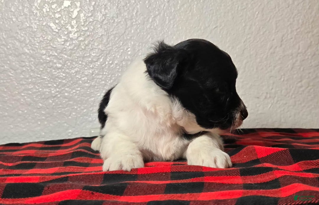 Mini Aussiedoodle dogs for sale: Paisley – Female - Ad 3