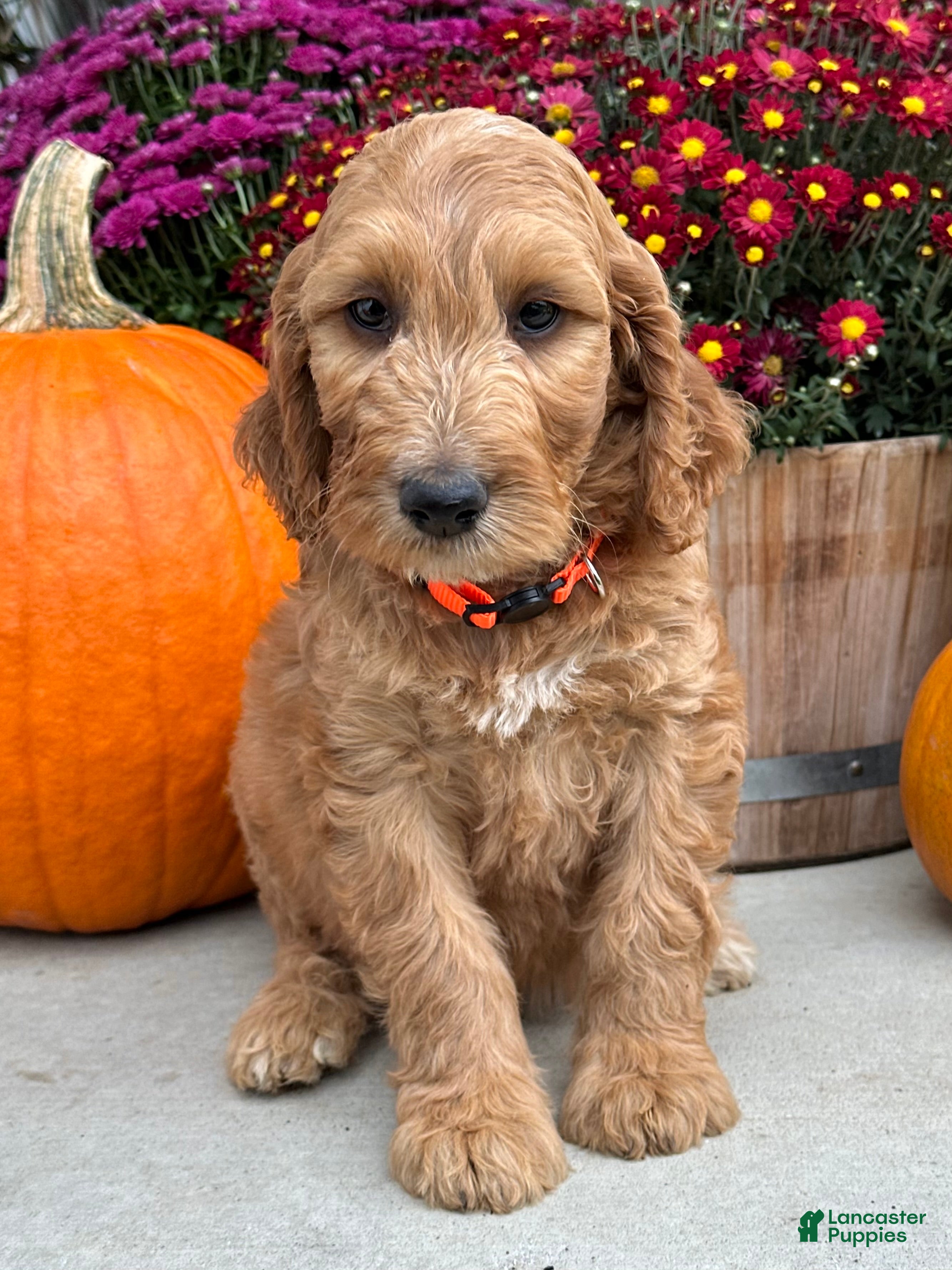 Irish Doodle dogs Jackson - Ad 2