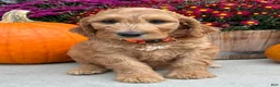Irish Doodle dogs for sale: Jackson - Ad 2