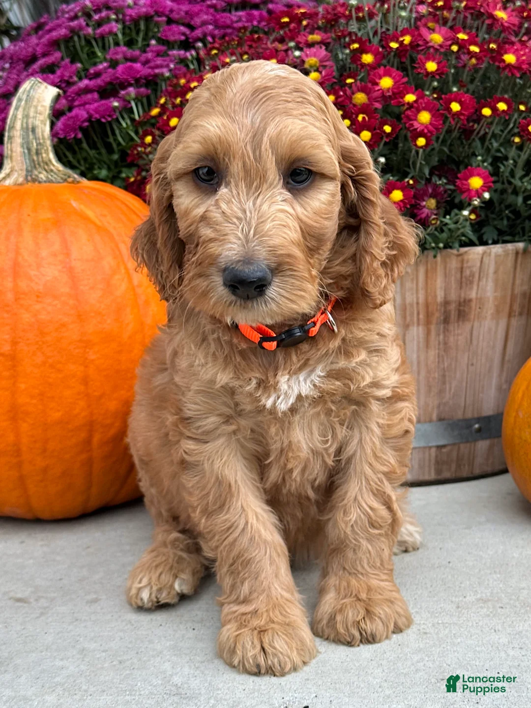 Irish Doodle dogs for sale: Jackson - Ad 2