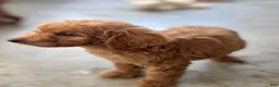 Standard Poodle dogs for sale: Coco - Ad 6