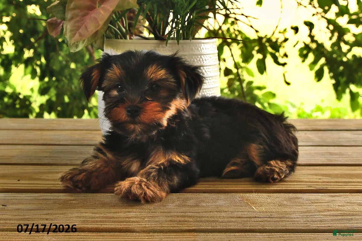 Yorkshire Terrier dogs Baxter - Ad 2