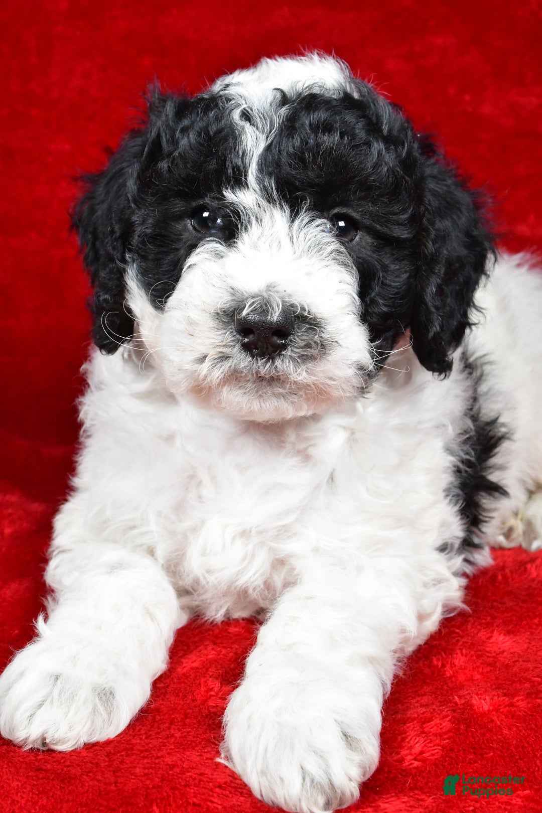 Mixed Breed dogs for sale: Sophie  - Ad 4