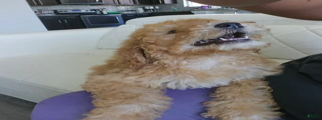 Ace