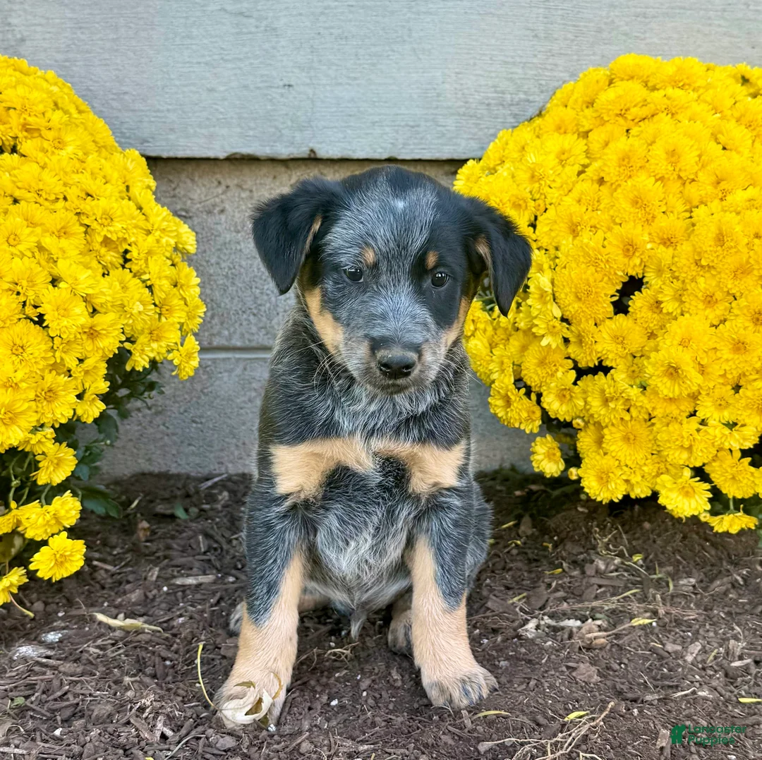 Australian Cattle Dog dogs for sale: Diamond - Ad 2