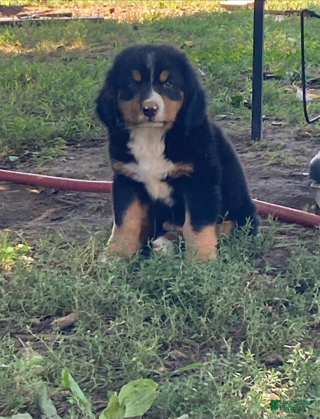 Bernese Mountain Dog dogs Miley - Ad 2