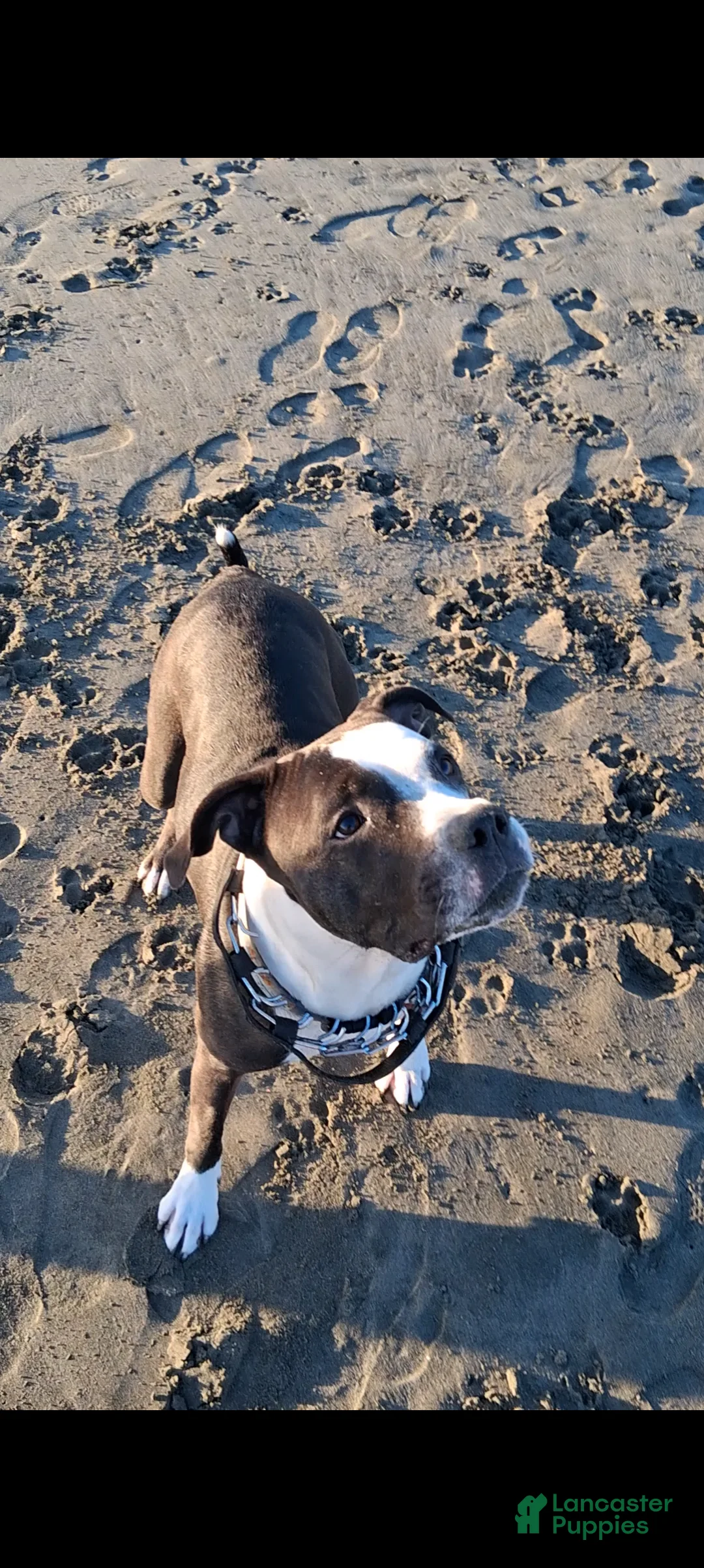 American Pit Bull Terrier dogs for sale: Taz - Ad 5