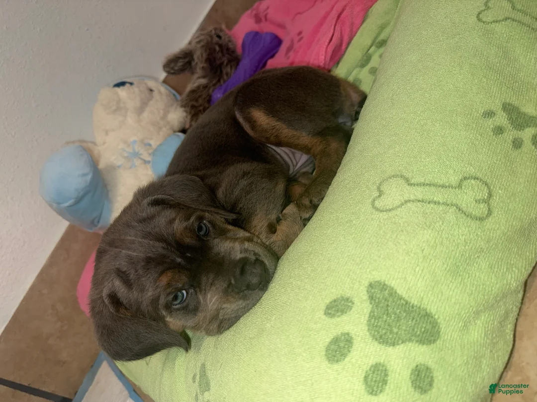 Cane Corso dogs for sale: Cane Corso 2 - Ad 2