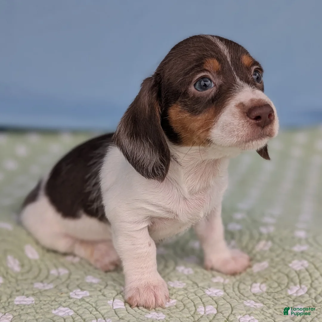 Miniature Dachshund dogs for sale: Hershey - Ad 9