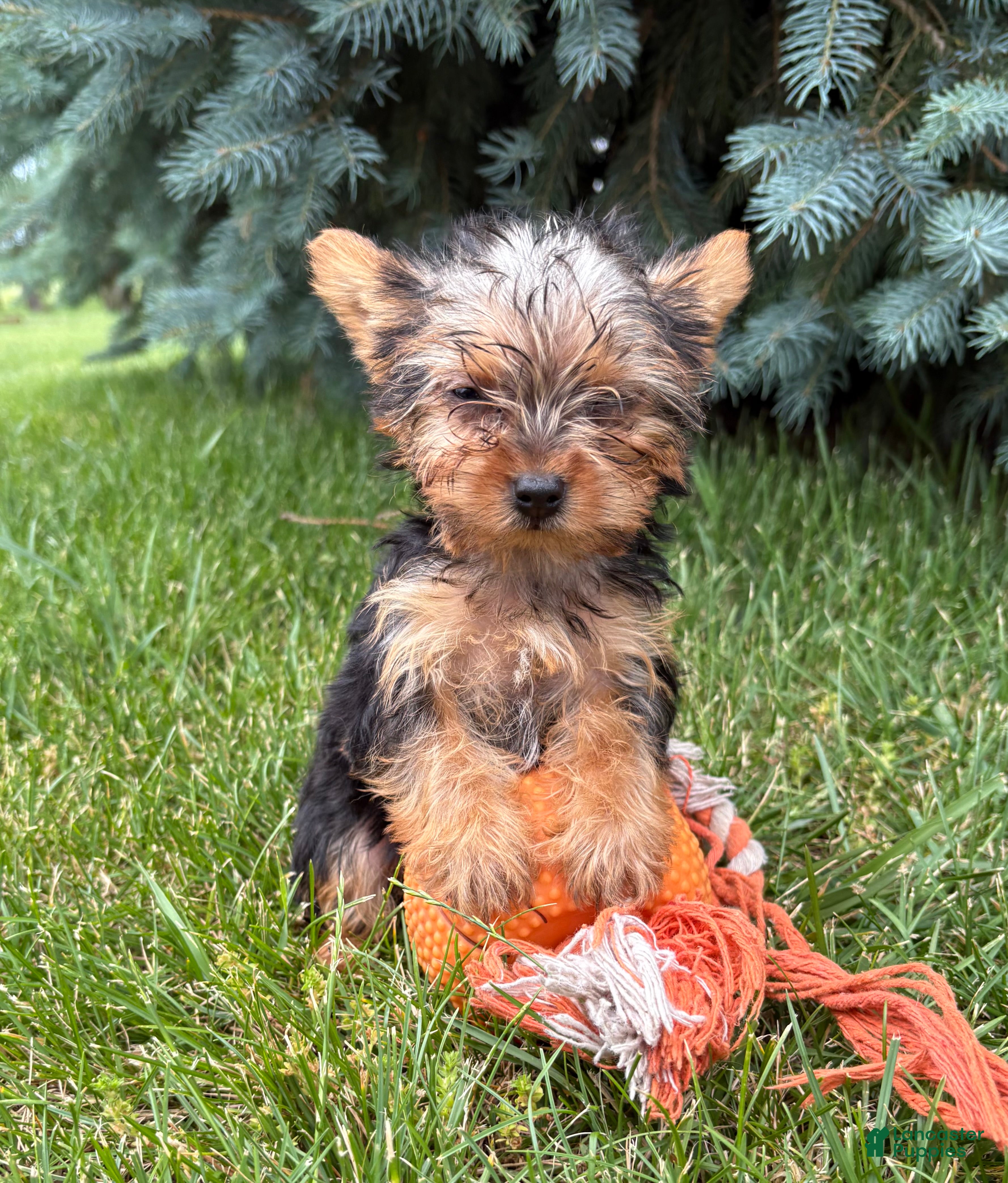 Yorkshire Terrier dogs Jinger - Ad 2