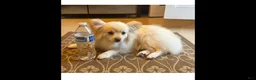 Pomeranian dogs for sale: Pomeranian Puppy 1 - Ad 1