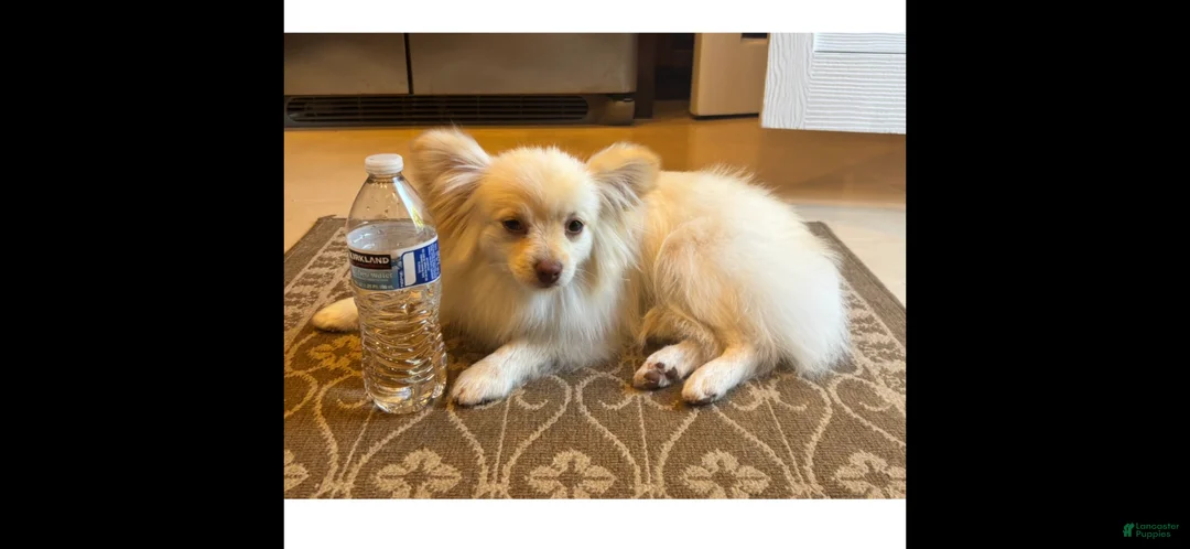 Pomeranian dogs for sale: Pomeranian Puppy 1 - Ad 1