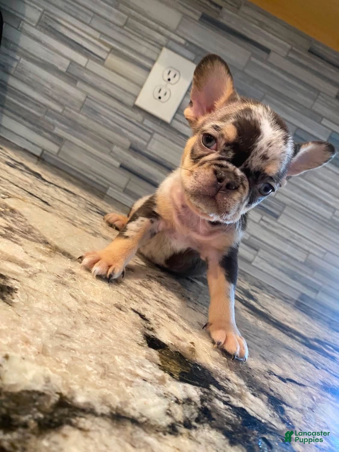 French Bulldog dogs ChocoMoco - Ad 23