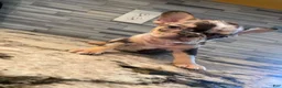 French Bulldog dogs for sale: ChocoMoco - Ad 1