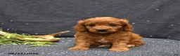 Cavapoo dogs for sale: Lark - Ad 5