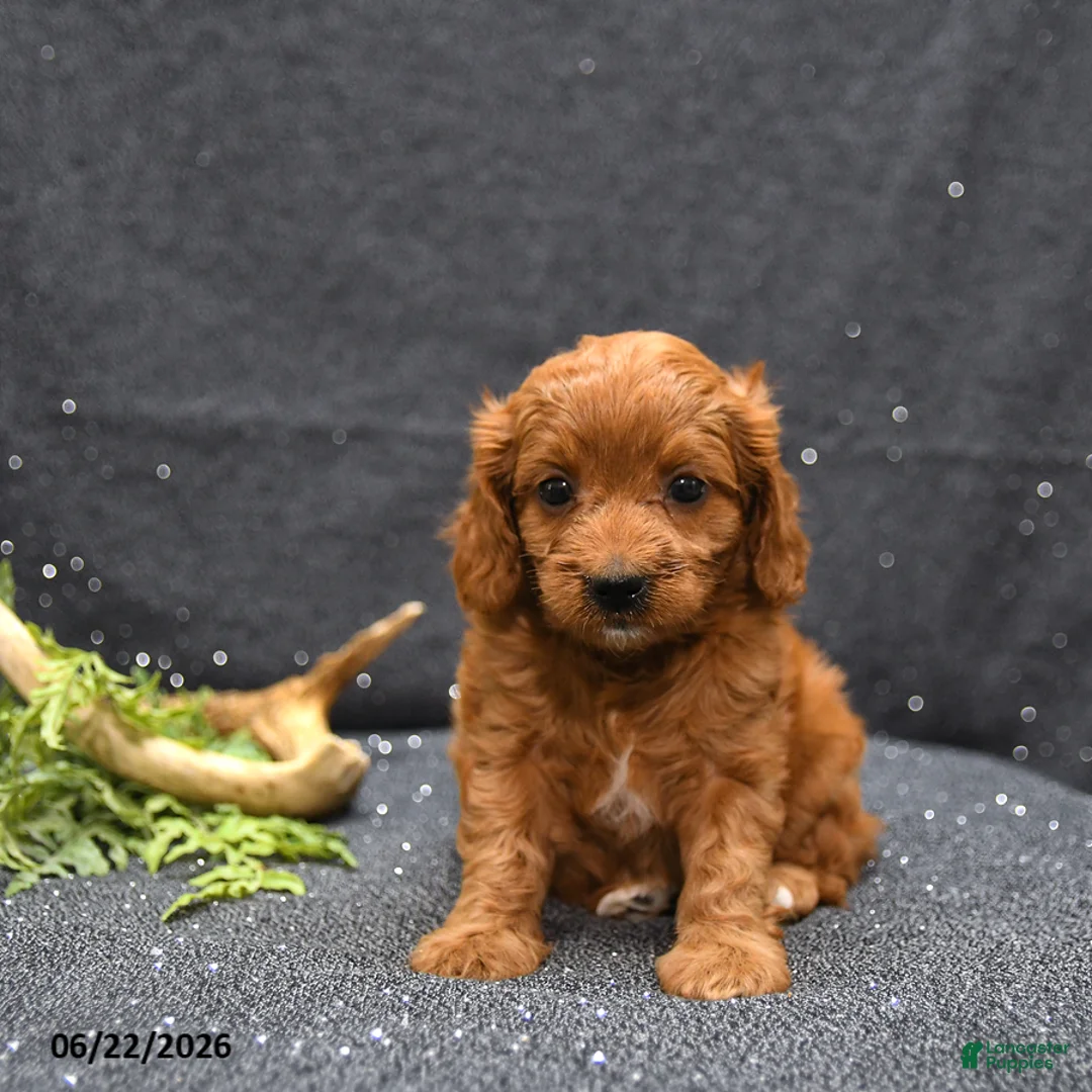 Cavapoo dogs for sale: Lark - Ad 5
