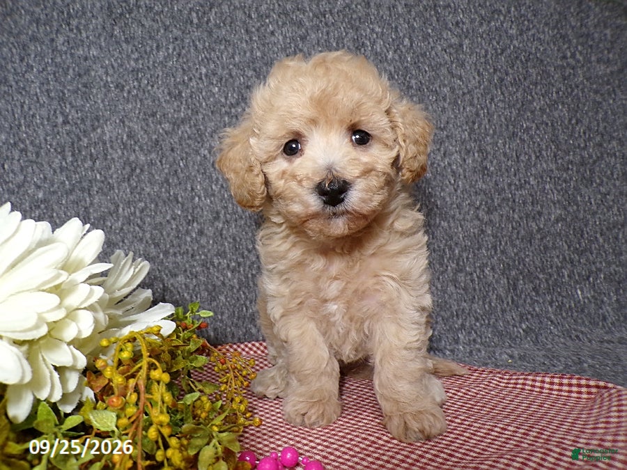 Bichpoo dogs Tracy - Ad 2