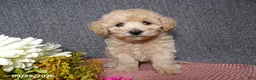 Bichpoo dogs for sale: Tracy - Ad 2