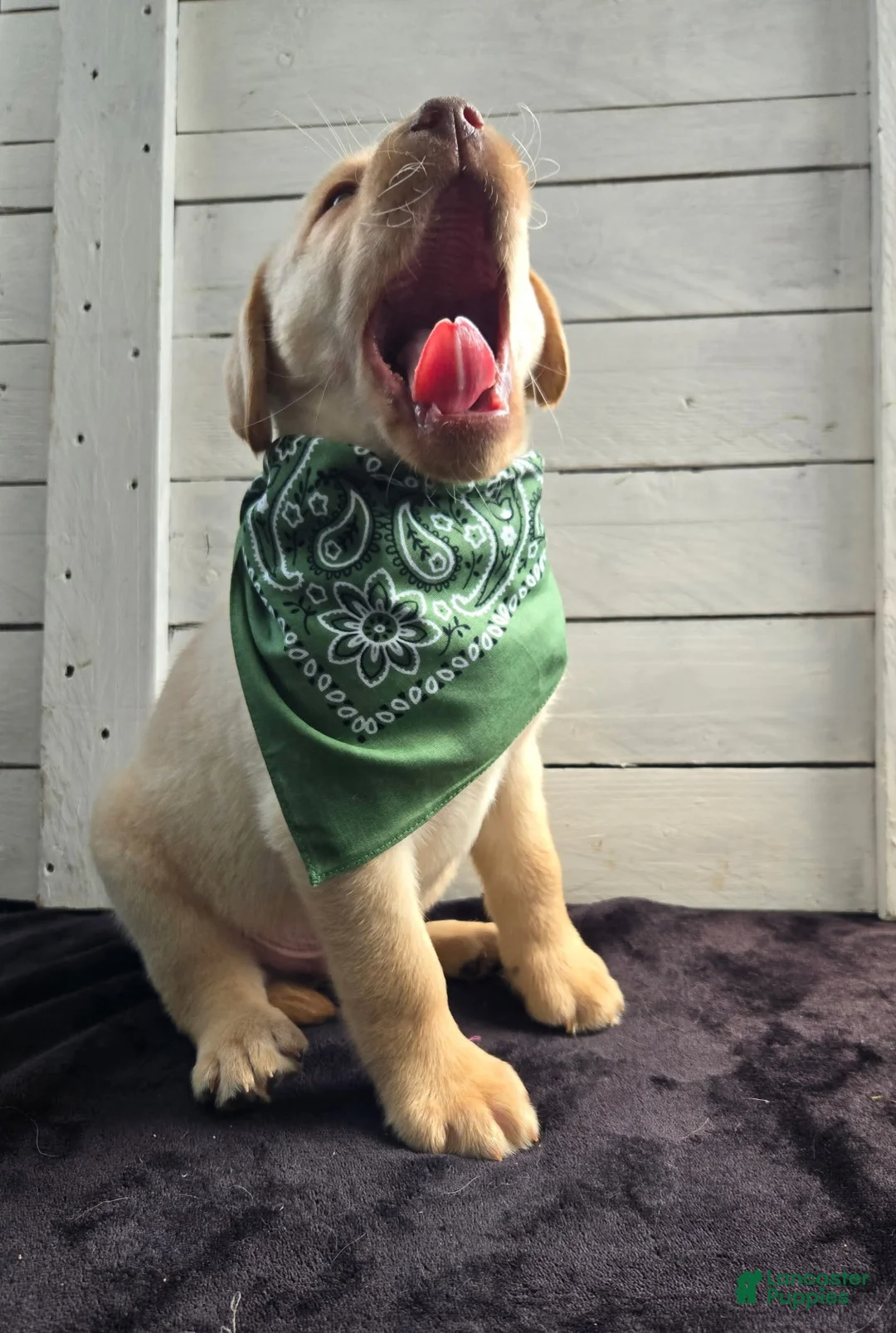 Labrador Retriever dogs for sale: Winston - Ad 5