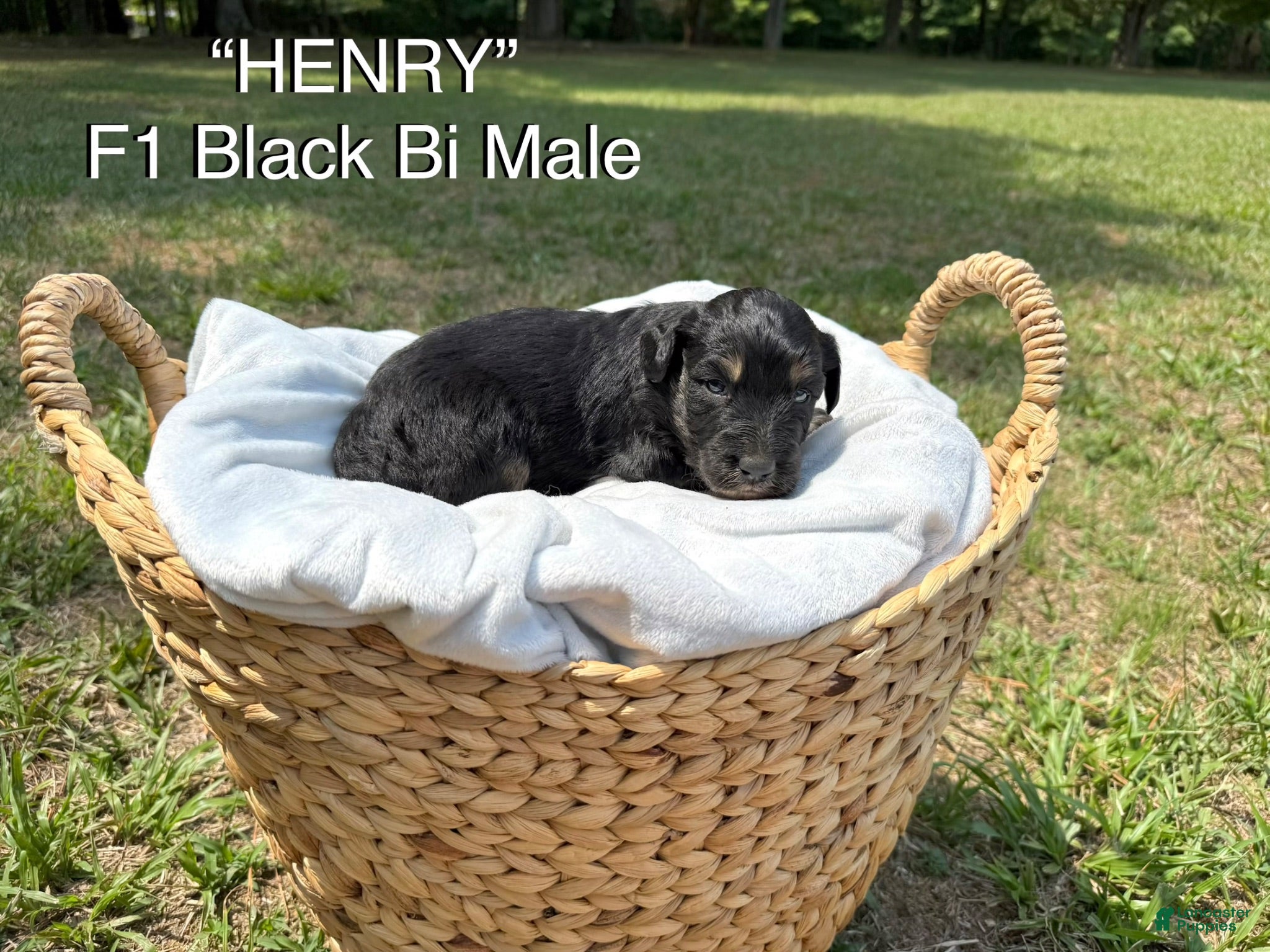 Aussiedoodle dogs Henry - Ad 1