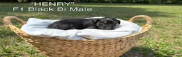 Aussiedoodle dogs for sale: Henry - Ad 1