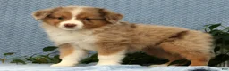 Miniature Australian Shepherd dogs for sale: Remi - Ad 8