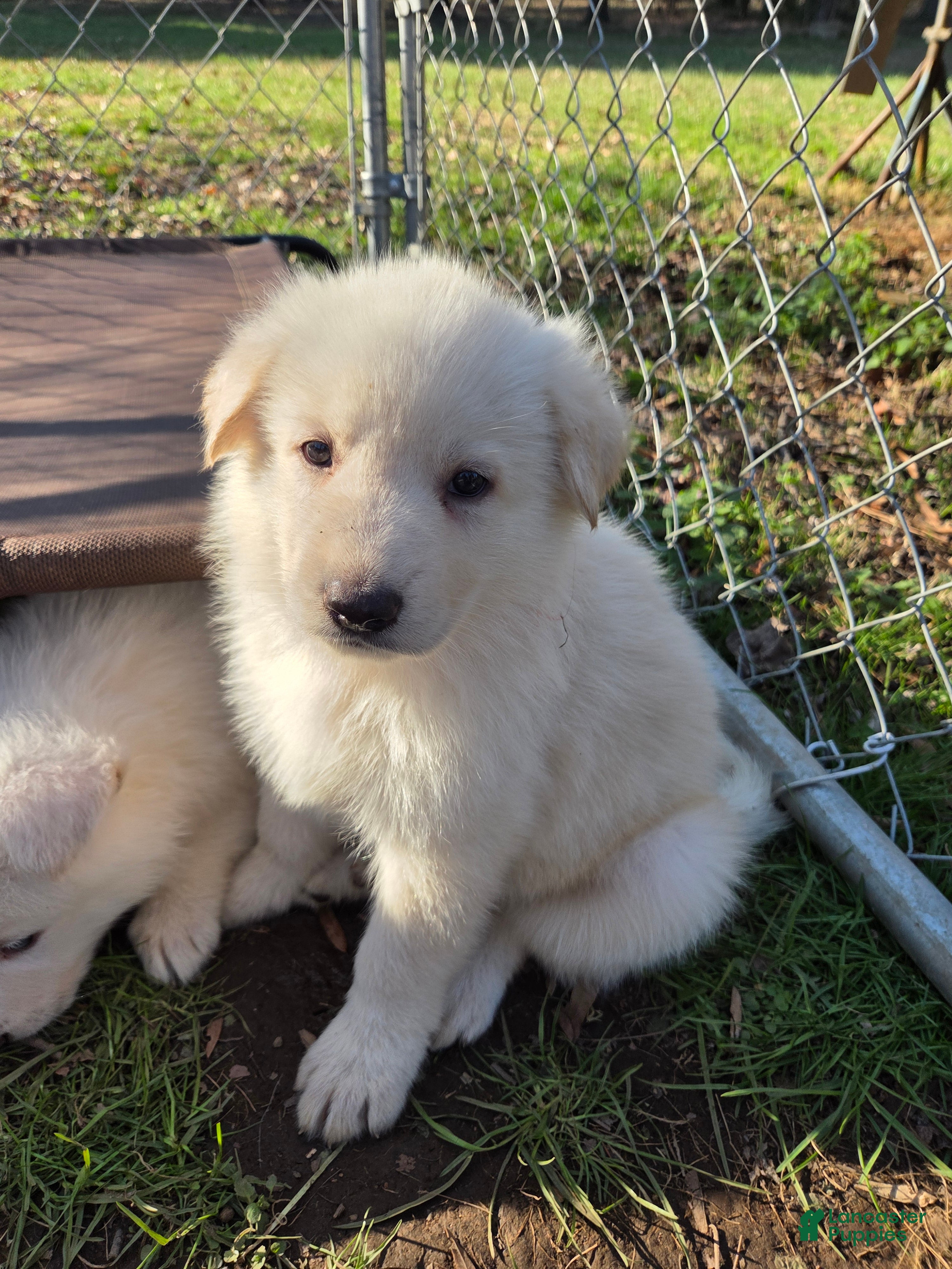 German Shepherd dogs White German Shepherd Puppy - Red - Ad 33