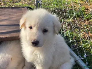 German Shepherd dogs White German Shepherd Puppy - Red - Ad 33