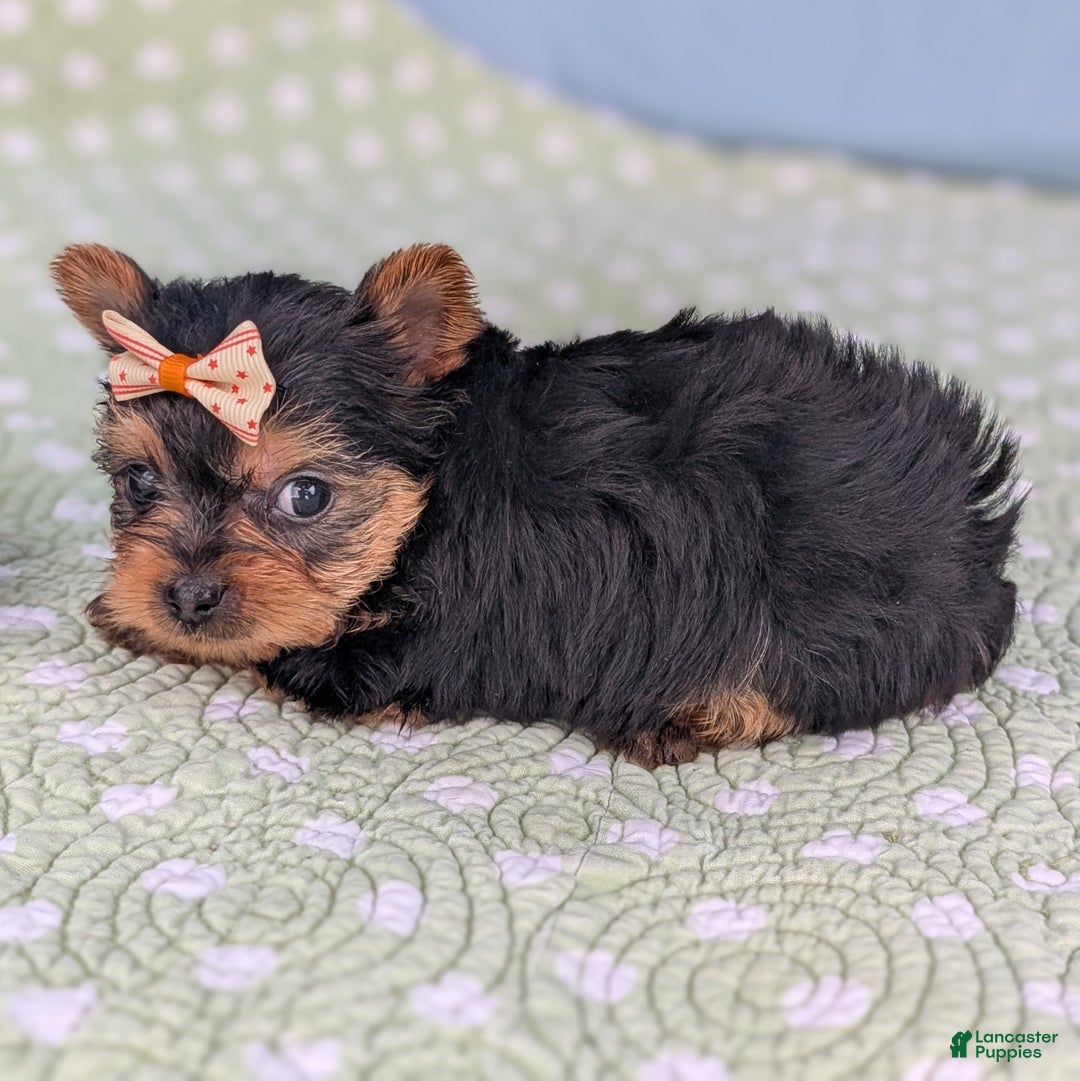 Yorkshire Terrier dogs for sale: Shortbread - Ad 7