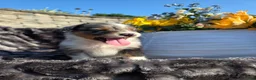 Australian Shepherd dogs for sale: Cody - Ad 4
